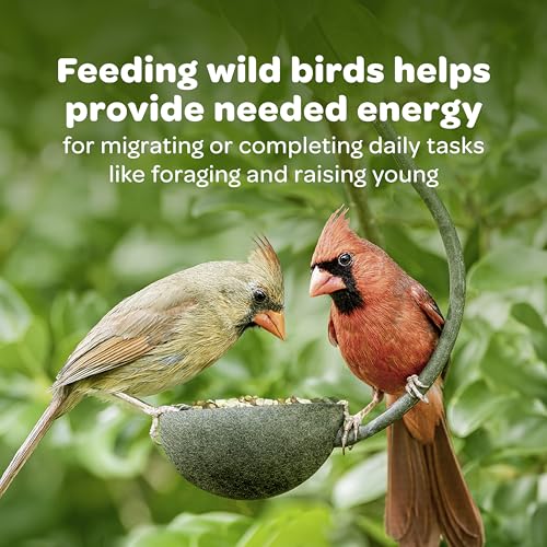 Kaytee All American Wild Bird Food Seed Blend for Cardinals, Blue Jays, Finches & Other Outdoor Wild Birds, 5 Pounds