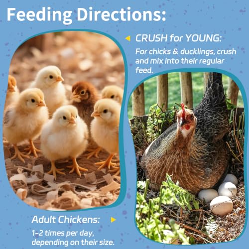 OHNAME 10LB Dried Black Soldier Fly Larvae for Chickens | Factory Direct-No Middle Man, 4% Calcium for Strong Eggshells, 43% Protein Natural Treats for Vibrant Feathers