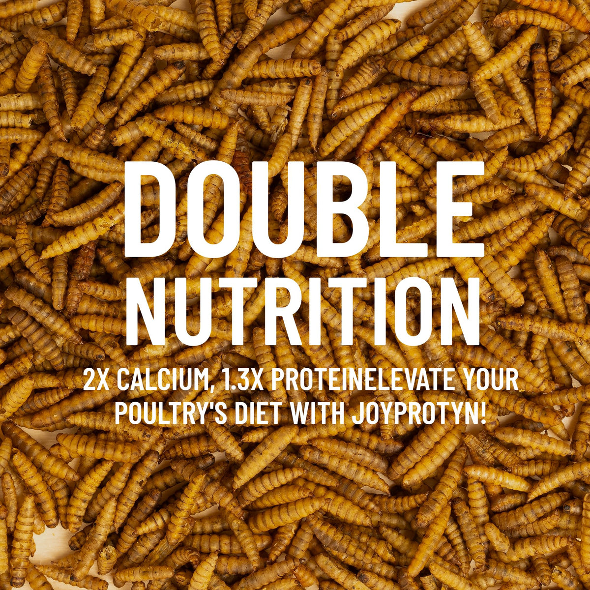 Joyprotyn 5LB Non-GMO Dried Black Soldier Fly Larvae for Chickens – 85X More Calcium Grubs Than Mealworms for Strong Eggshells & Healthy Growth - High Protein for Chickens, Birds, Ducks, Geese & Pets