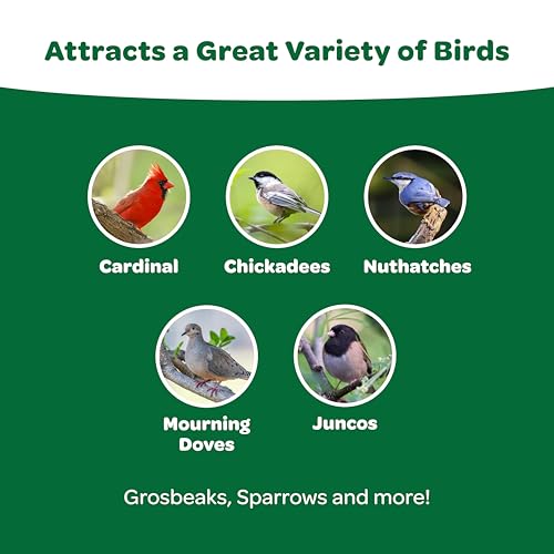 Kaytee Wild Bird Food Basic Seed Blend, 5 lb | Attract backyard birds. Wild bird seed mix with sunflower. Fortified, birdseed, year-round
