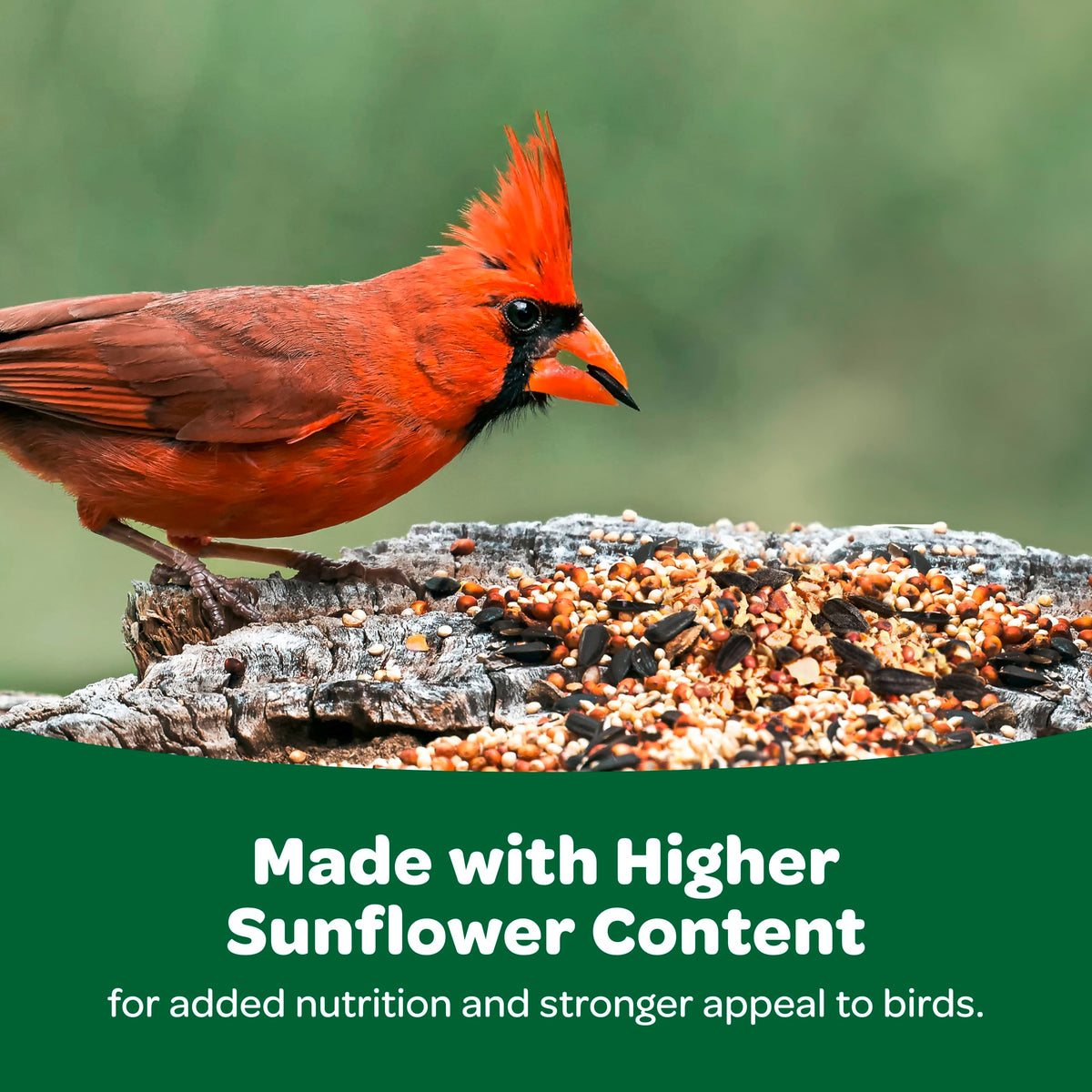 Kaytee Wild Bird Food Basic Seed Blend, 5 lb | Attract backyard birds. Wild bird seed mix with sunflower. Fortified, birdseed, year-round