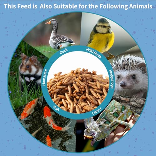 OHNAME 10LB Dried Black Soldier Fly Larvae for Chickens | Factory Direct-No Middle Man, 4% Calcium for Strong Eggshells, 43% Protein Natural Treats for Vibrant Feathers