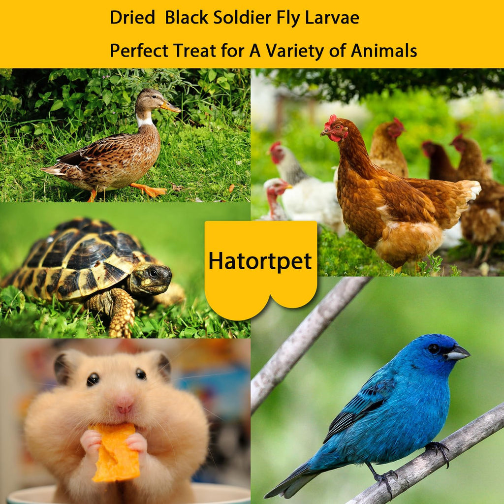 Dried Black Soldier Fly Larvae 10LB Treats for Chicken Wild Birds Ducks | Pure Natural, NON-GMO, Black Soldier Fly Larvae
