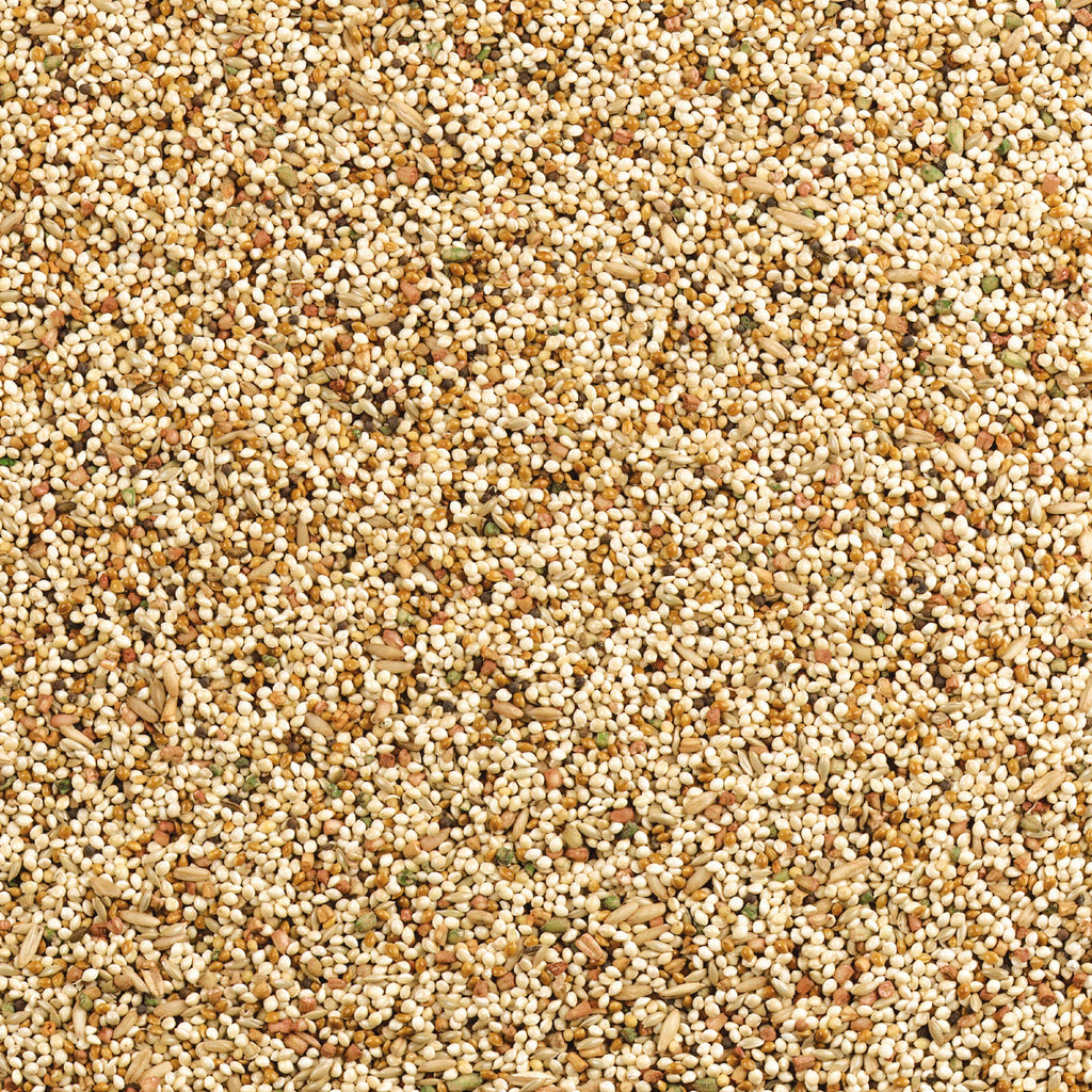 Wild Harvest Daily Blend Bird Food For Parakeet, Canary & Finch,10 lbs | Quality Seed Blend For Small Birds, With Orange Essence For Extra Flavor, Re-Sealable Bag For Freshness