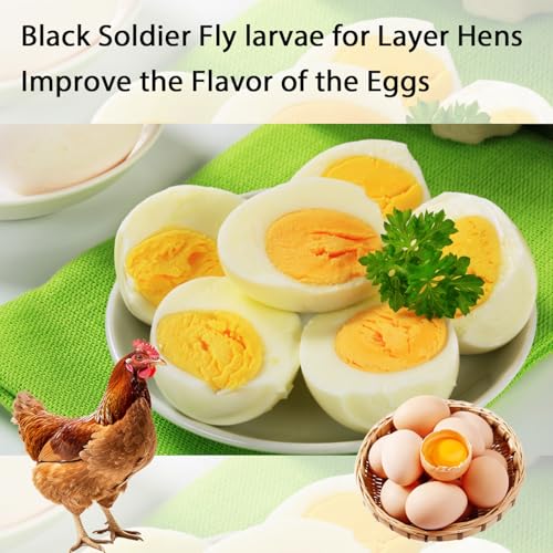 Dried Black Soldier Fly Larvae 10LB Treats for Chicken Wild Birds Ducks | Pure Natural, NON-GMO, Black Soldier Fly Larvae
