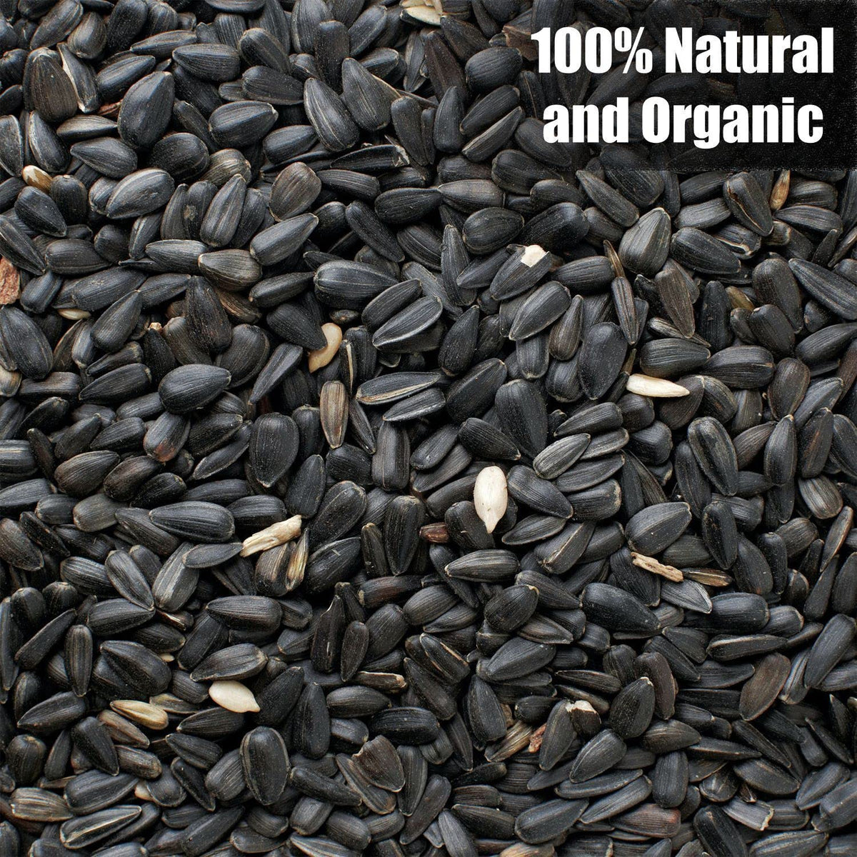 Old Potters Wildlife Black Oil Sunflower Seeds, 12 lbs | For Birds and Wildlife, Non-GMO, USA Grown on Small Farms