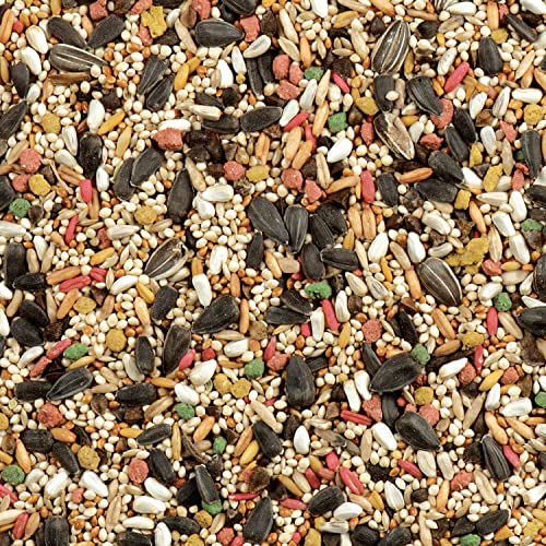 Wild Harvest Daily Blend Bird Food for Cockatiels, 2 lbs. | For Cockatiels, Lovebirds & Small Hookbills, Quality Blend Made With Millet, Select Grains, Sunflower Seeds & More