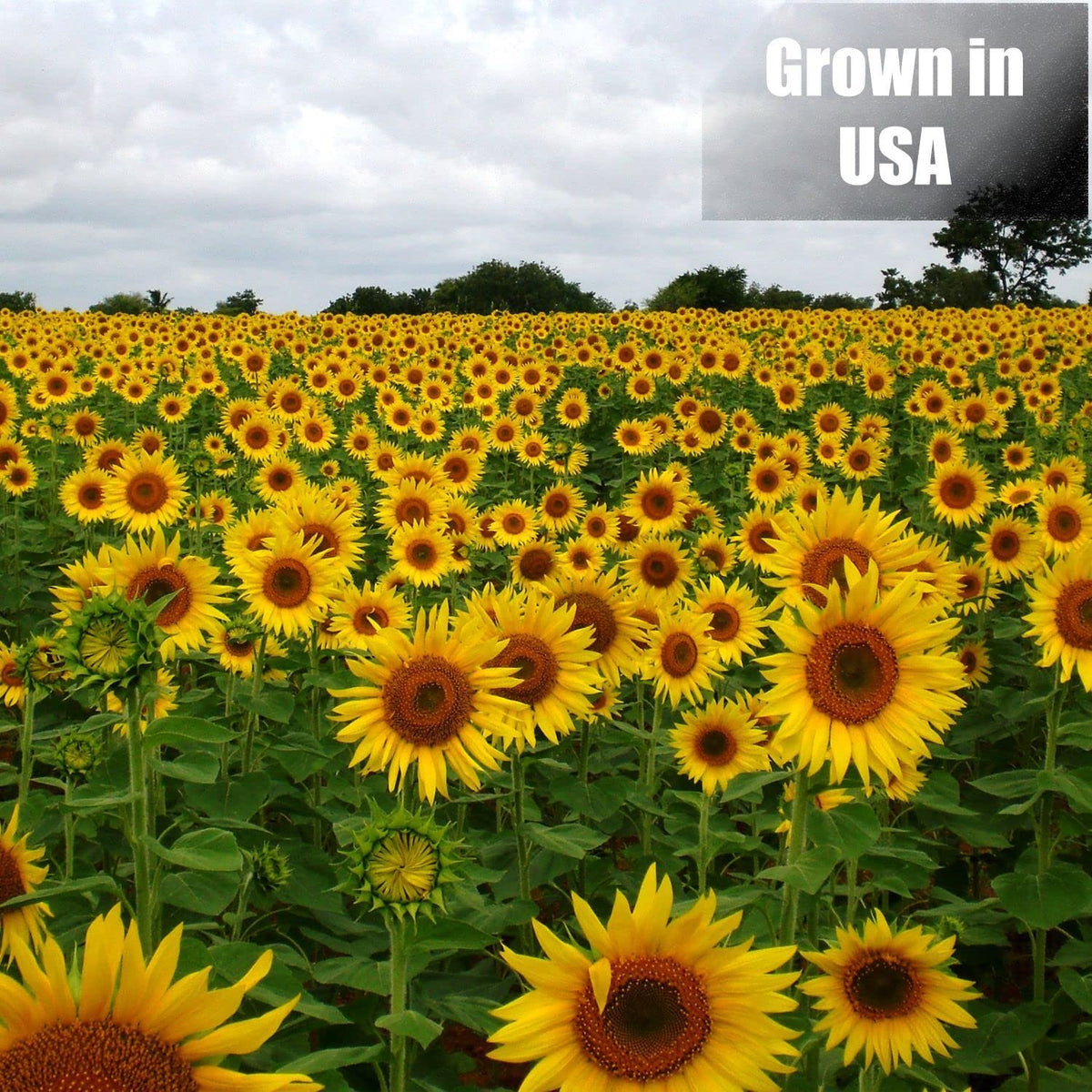 Old Potters Wildlife Black Oil Sunflower Seeds, 12 lbs | For Birds and Wildlife, Non-GMO, USA Grown on Small Farms