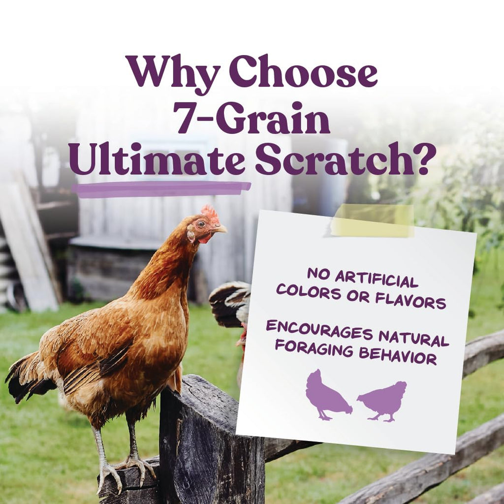 Manna Pro 7-Grain Ultimate Chicken Scratch Treat, Non-GMO, 10 lb Bag | 7-Grain Scratch Treat Blend, Non-GMO Ingredients, Natural Multigrain Recipe, For Chickens, Hens & Backyard Flocks