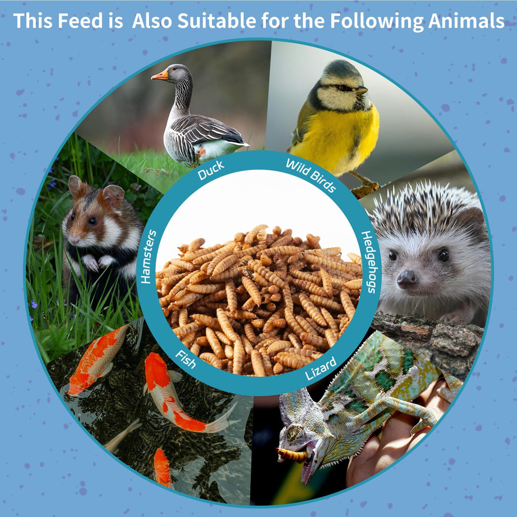 OHNAME 10LB Dried Black Soldier Fly Larvae for Chickens | Factory Direct-No Middle Man, 4% Calcium for Strong Eggshells, 43% Protein Natural Treats for Vibrant Feathers