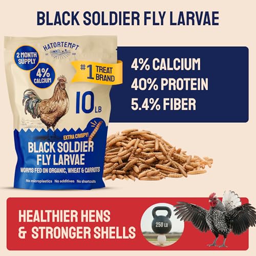 Hatortempt 10lb Black Soldier Fly Larvae for Chickens, Calci Chicken Treats | 80x More Calcium Than Mealworms - Black Soldier Fly Larvae for Chickens - Non-GMO - Fed On An Organic Diet