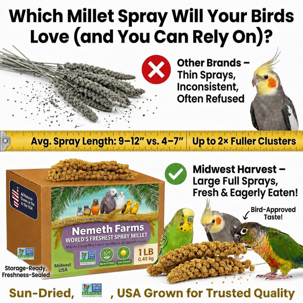Nemeth Farms Spray Millet - Edible Tops Only, Non-GMO and Sun-Dried - 1 lb for Parakeets, Canaries and Finches